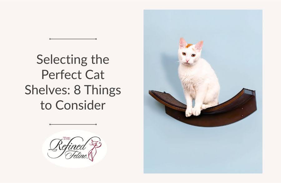 White cat on a curved wall-mounted shelf beside text: Selecting the Perfect Cat Shelves—8 Things to Consider.