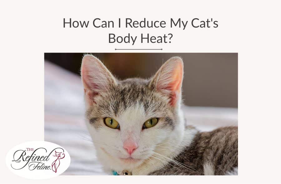 A cat lying down beneath the text, How Can I Reduce My Cat’s Body Heat?, with The Refined Feline logo in the corner.
