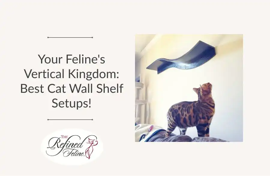 A brown-spotted cat looks up at a curved black wall shelf. Text: Your Feline Vertical Kingdom: Best Cat Wall Ideas!.