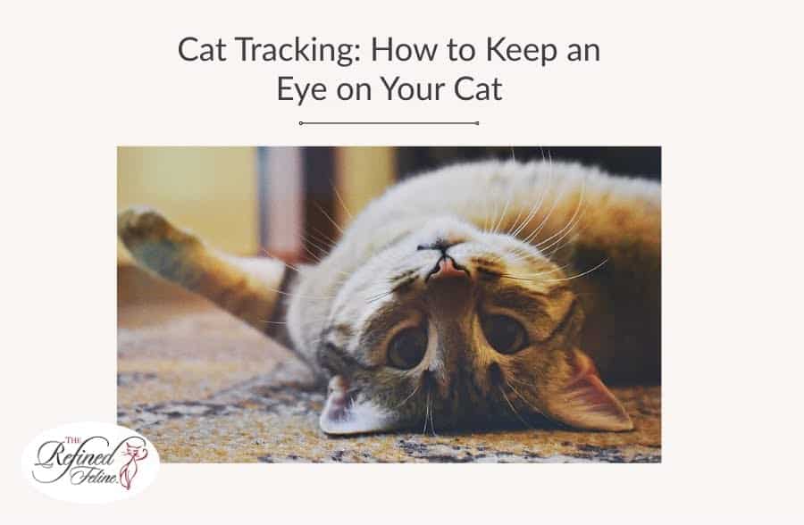 Tabby cat lying on its back indoors; text above reads: Cat Tracking: How to Keep an Eye on Your Cat.
