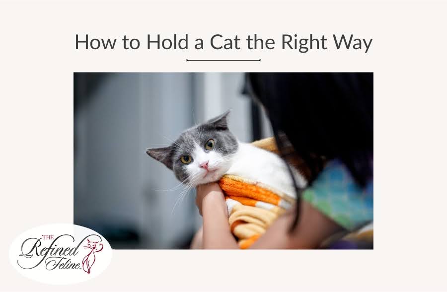 How to Hold a Cat the Right Way