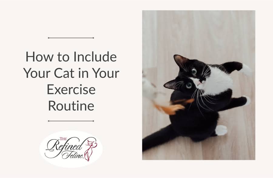 Black and white cat playing, looking up beside text about including your cat in exercise; The Refined Feline logo below.