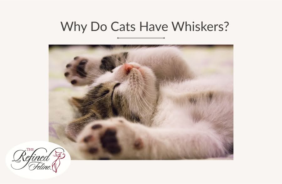 Kitten lying on its back with raised paws, eyes closed, and visible whiskers beneath text reading "Cats Have Whiskers".