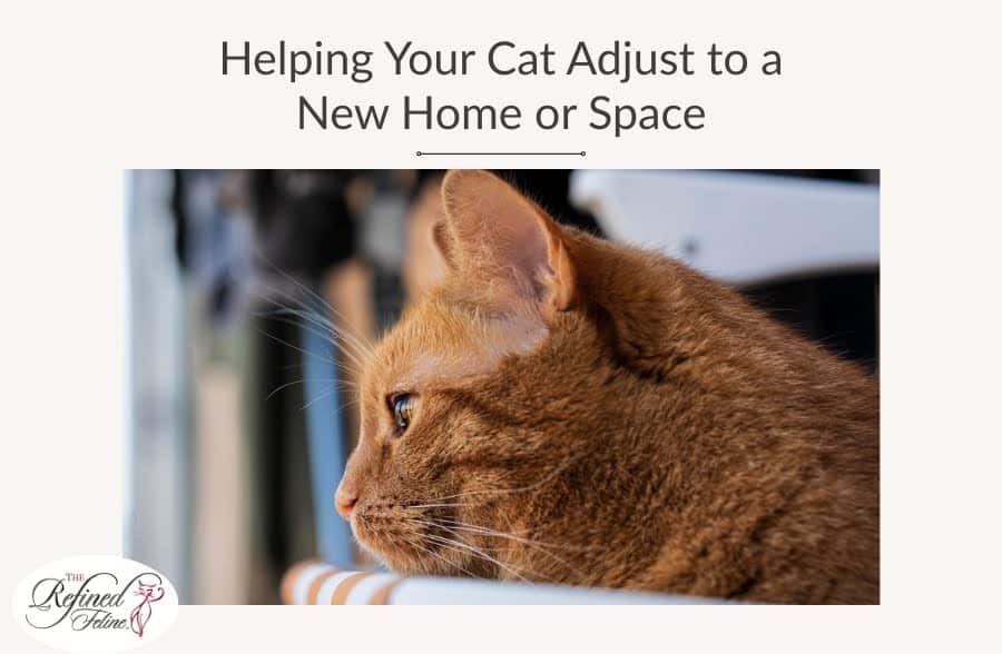 Orange tabby cat close-up gazing out a window; top text reads “Helping Your Cat Adjust to a New Home or Space”.
