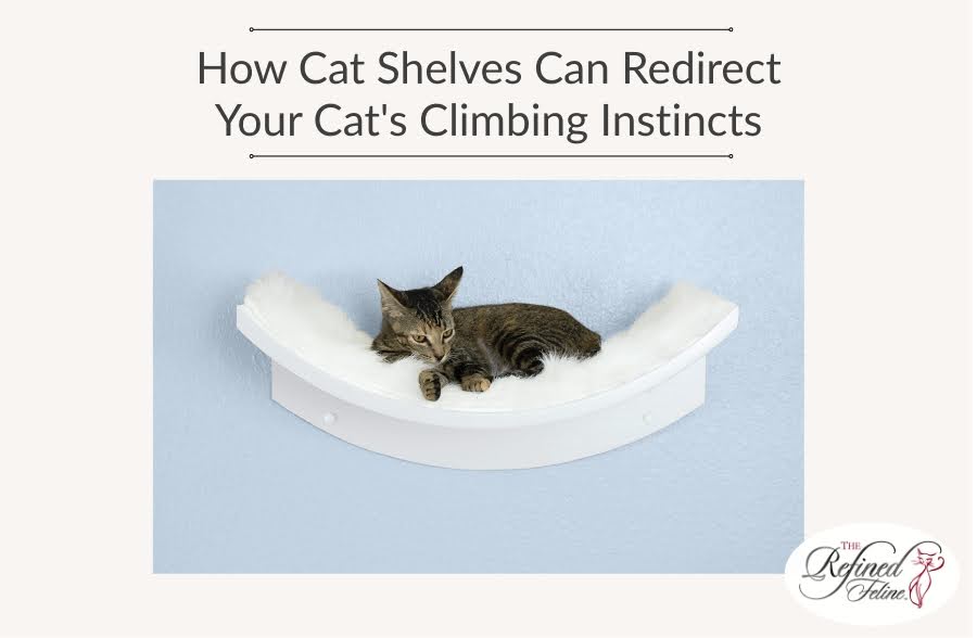 Cat relaxing on a cushioned white wall shelf beneath text promoting cat shelves for safe, cozy climbing spaces.