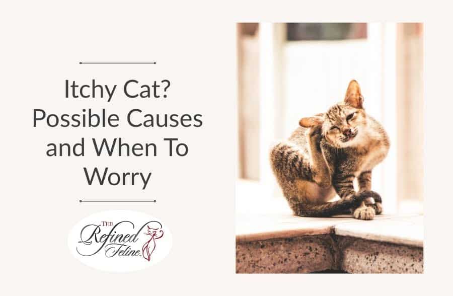 Itchy Cat? Possible Causes and When To Worry