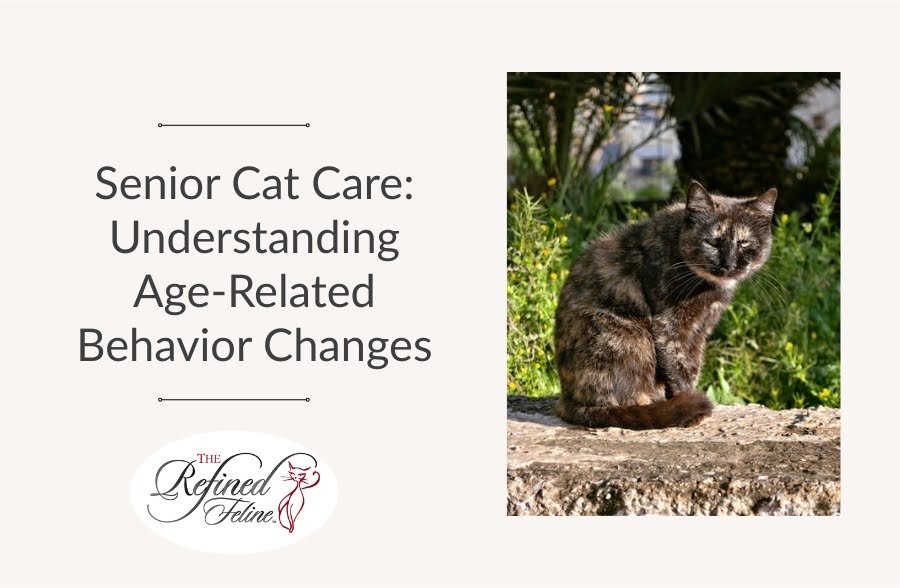 Senior tortoiseshell cat sitting on stone outdoors with text: Senior Cat Care—Tips for Age-Related Behavior Changes.