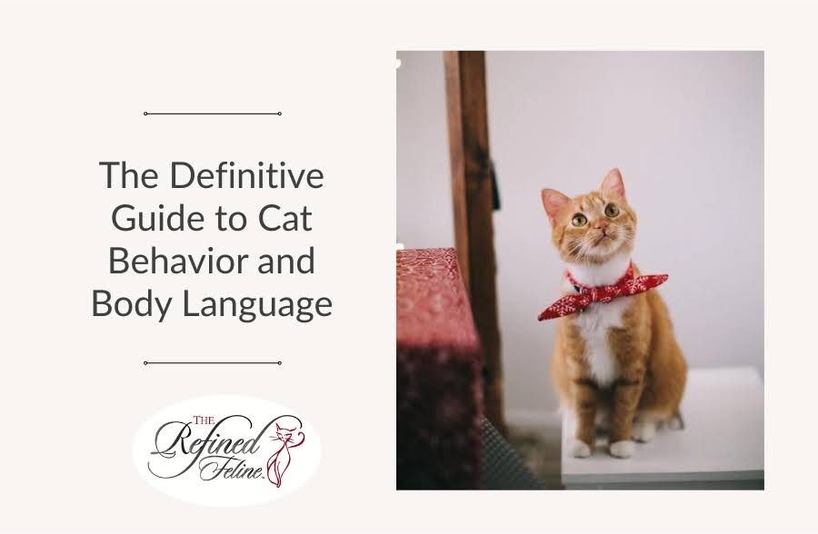 The Definitive Guide to Cat Behavior and Body Language