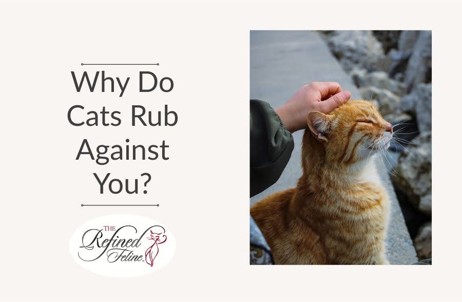 Why Do Cats Rub Against You?
