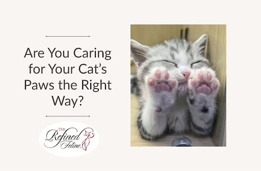 Gray and white kitten covers its face with paws beside the text "Are You Caring for Your Cat’s Paws the Right Way" and logo.