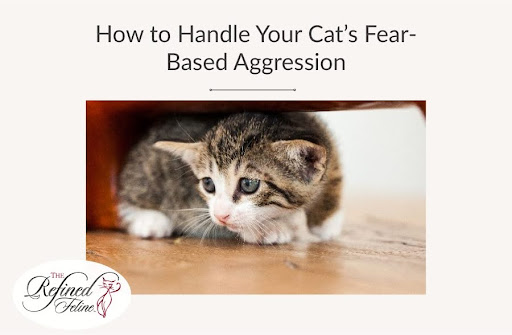 Cat Aggression