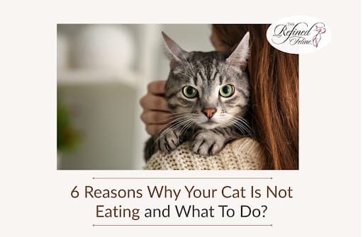 Person holding a gray tabby cat facing the camera. Text: 6 Reasons Why Your Cat Isn’t Eating Cat Food and What You Can Do About It.
