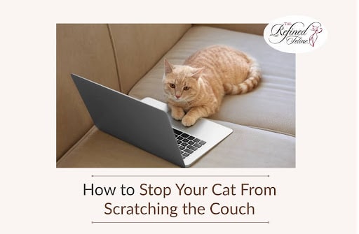 Orange cat lying on a beige couch beside an open laptop. Text: Prevent your cat from scratching the couch with Cat Scratching tips.