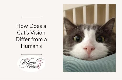 Cat Vision
