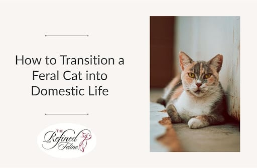 A relaxed calico cat lies on the floor next to the text "Feral Cat into Domestic Life".