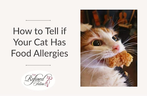 Cat biting food next to "How to Tell if Your Cat Has Food Allergies" product, symbolizing feline allergy symptoms.