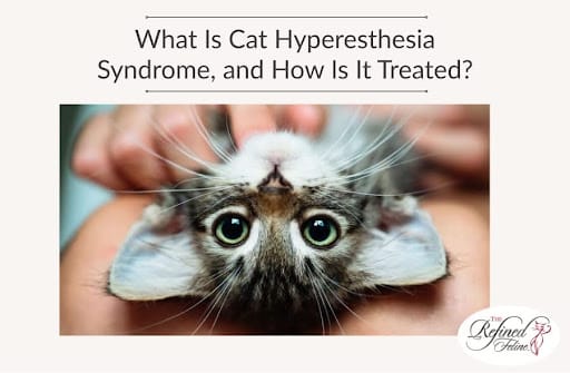 Person holding an upside-down, wide-eyed cat; top text reads: “What Is Cat Hyperesthesia Syndrome, and How Is It Treated?”.