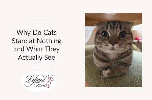 Why Do Cats Stare at Nothing and What They Actually See