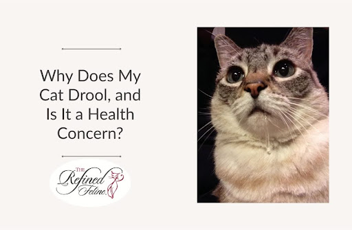 Why Does My Cat Drool, and Is It a Health Concern
