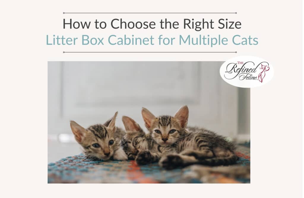 Three tabby kittens on a rug below text: "How to Choose the Right Size Litter Box Cabinet for Multiple Cats," and The Refined Feline logo.