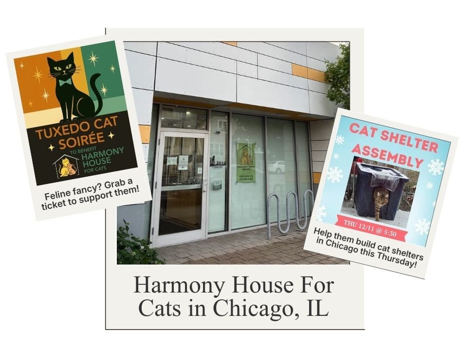 Harmony House For Cats