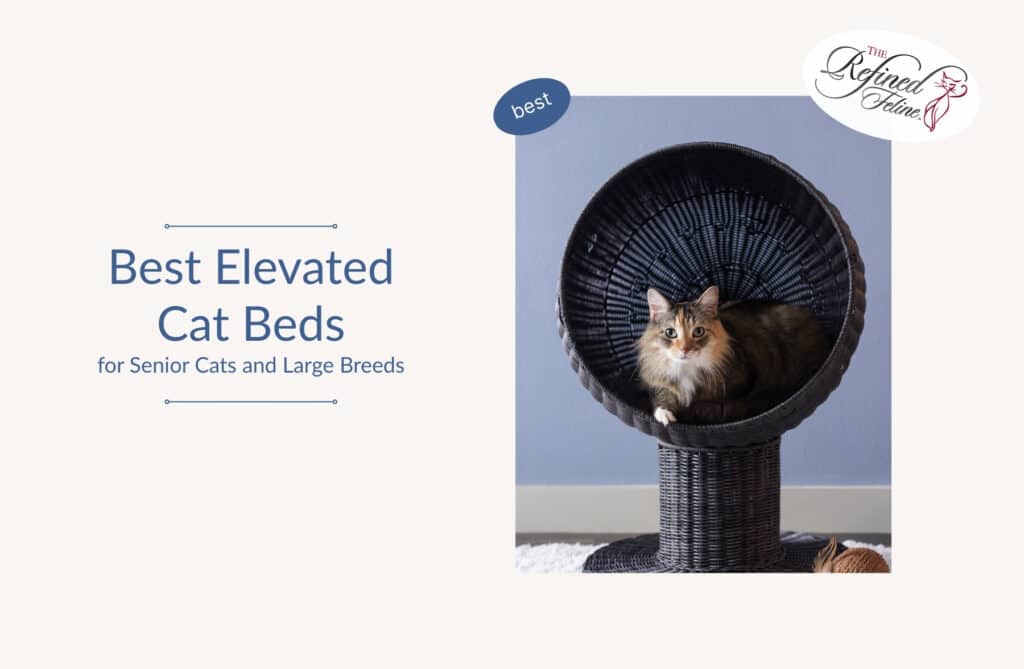 Cat sitting in a round, elevated wicker bed beside the text "Best Elevated Cat Beds" on a plain background.