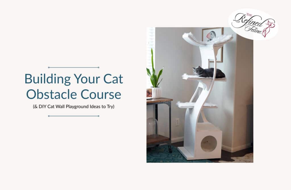 Building Your Cat Obstacle Course (& DIY Cat Wall Playground Ideas to Try)