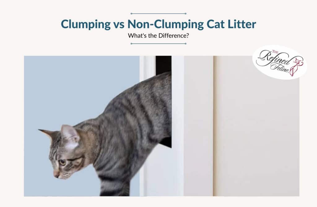Gray tabby cat steps from a white door near modern cat furniture; above, text and The Refined Feline logo are visible.