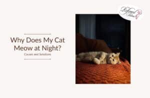 Fresh Look at Cat Meowing At Night Causes Proven Solutions