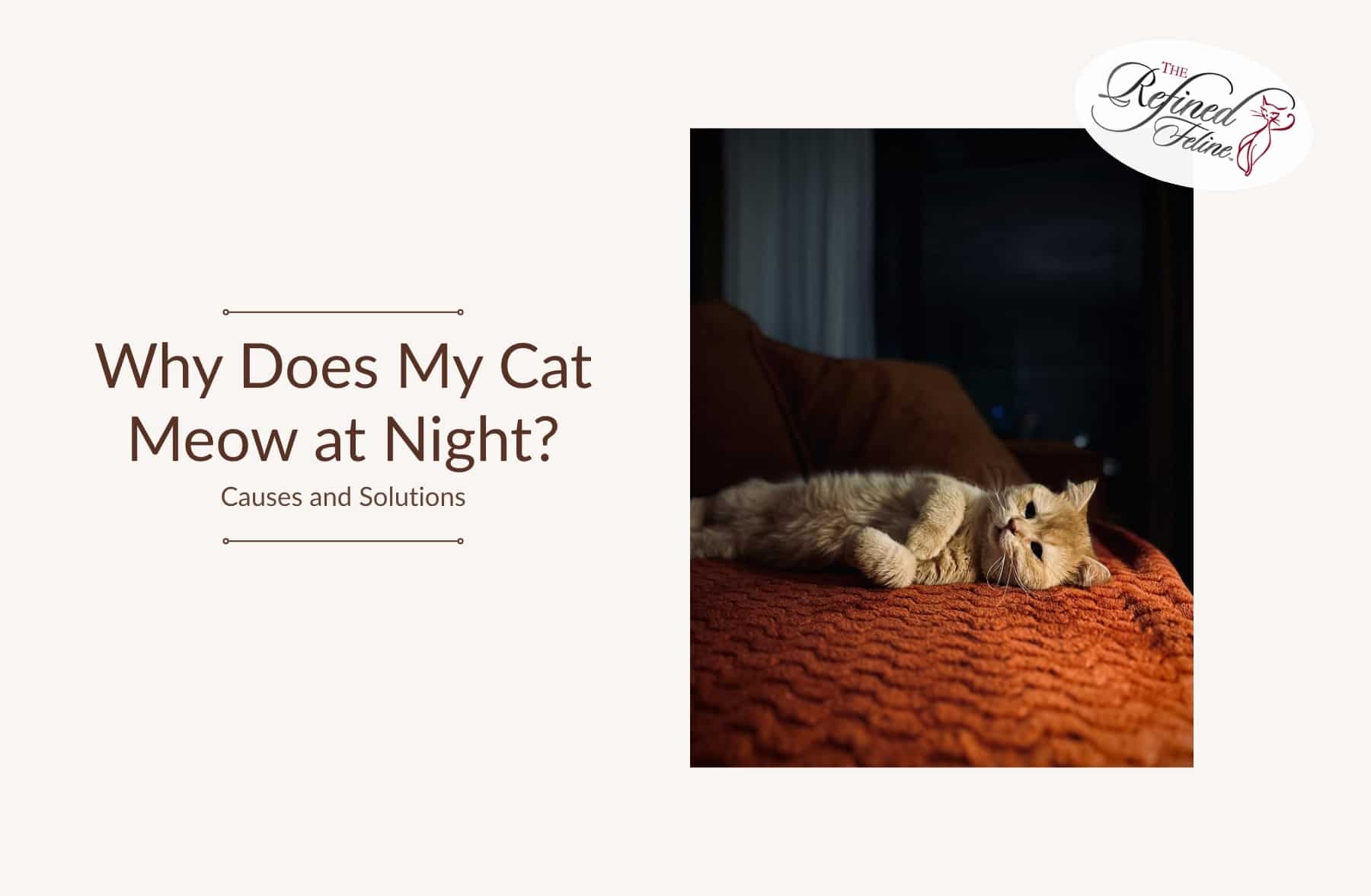 Image showcasing Cat Meowing at Night? Causes & Proven Solutions
