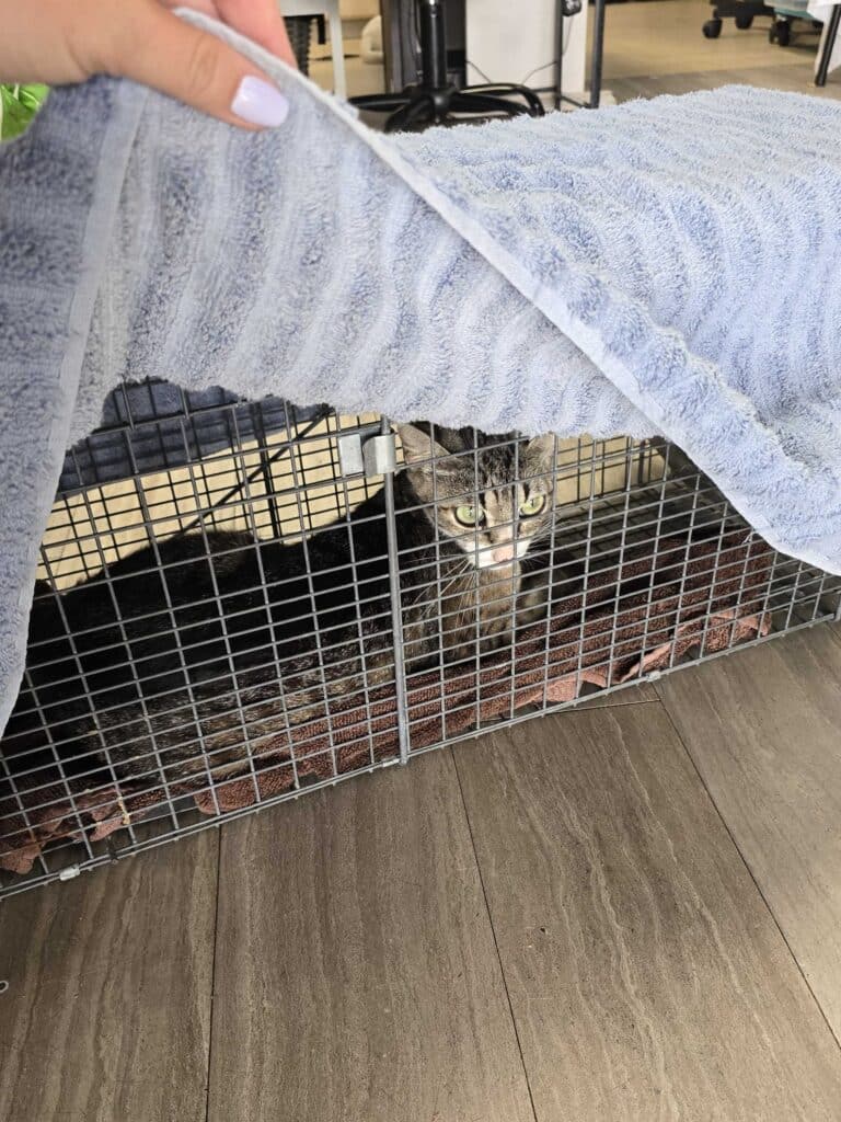 A tabby cat lies inside a wire cage partly covered by a blue towel as a hand lifts the cage.