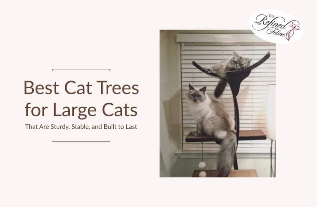 Best Cat Trees for Large Cats That Are Sturdy, Stable, and Built to Last