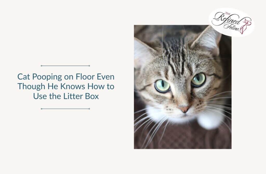 Tabby cat looking up; overlaid text reads: Cat Pooping on Floor Even Though He Knows How to Use the Litter Box.