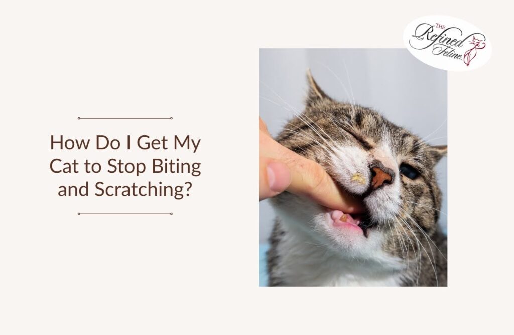 How Do I Get My Cat to Stop Biting and Scratching?