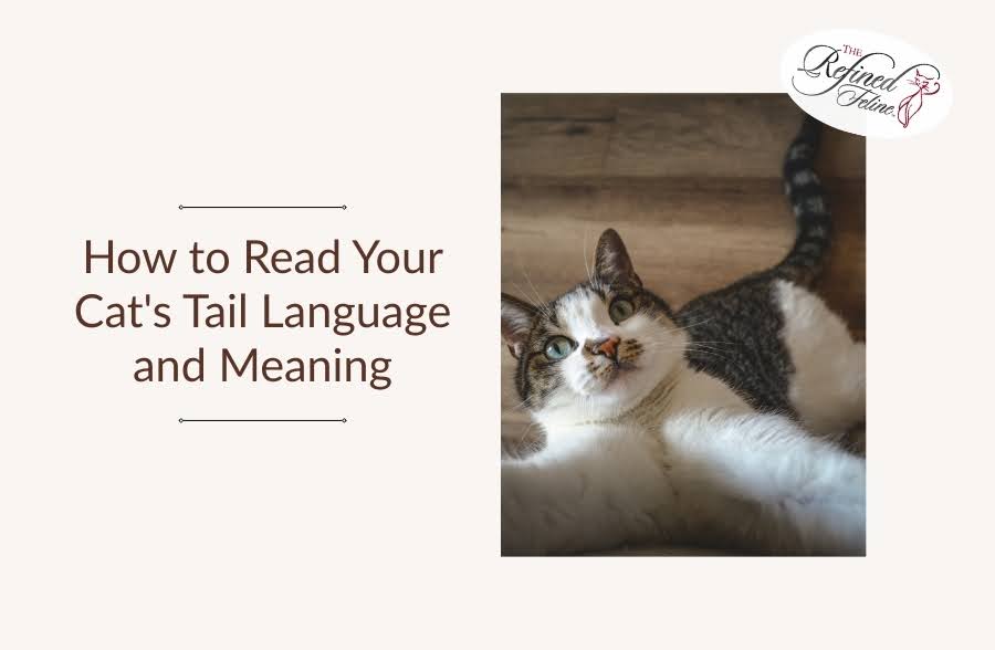 How to Read Your Cat's Tail Language and Meaning