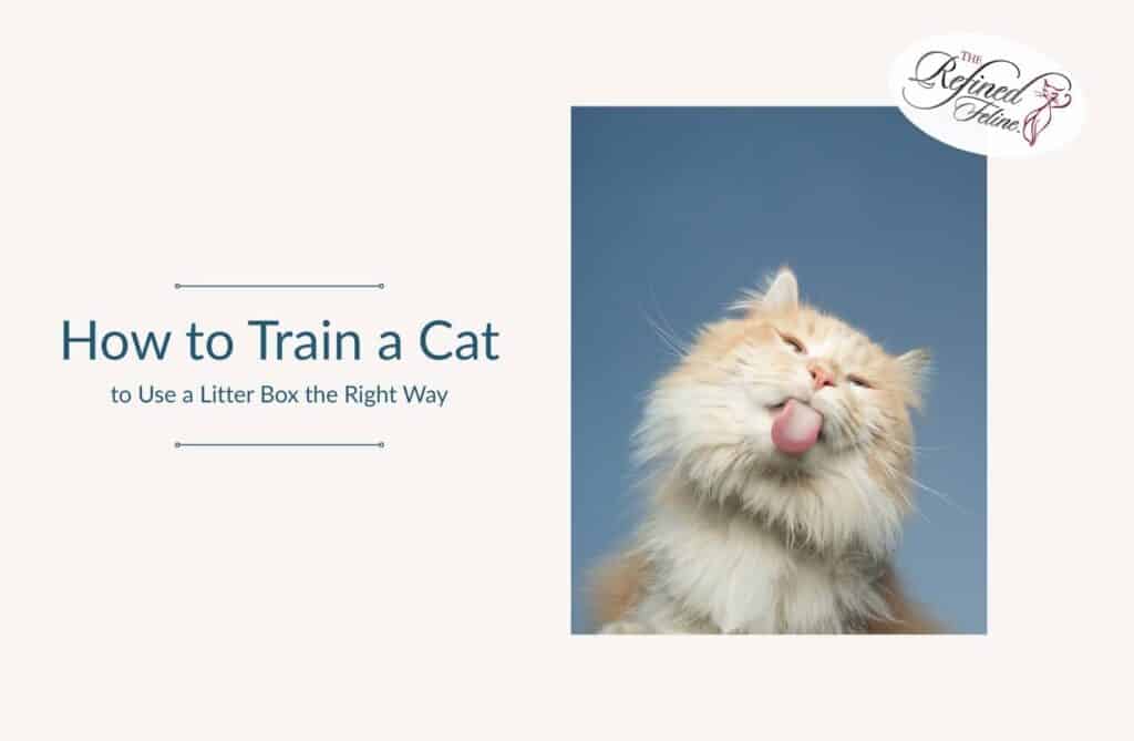 How to Train a Cat to Use a Litter Box the Right Way