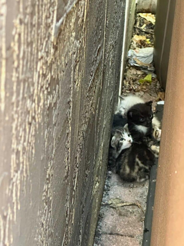 Three kittens lying close together in a narrow, debris-strewn alley between buildings, shaded by tall walls.