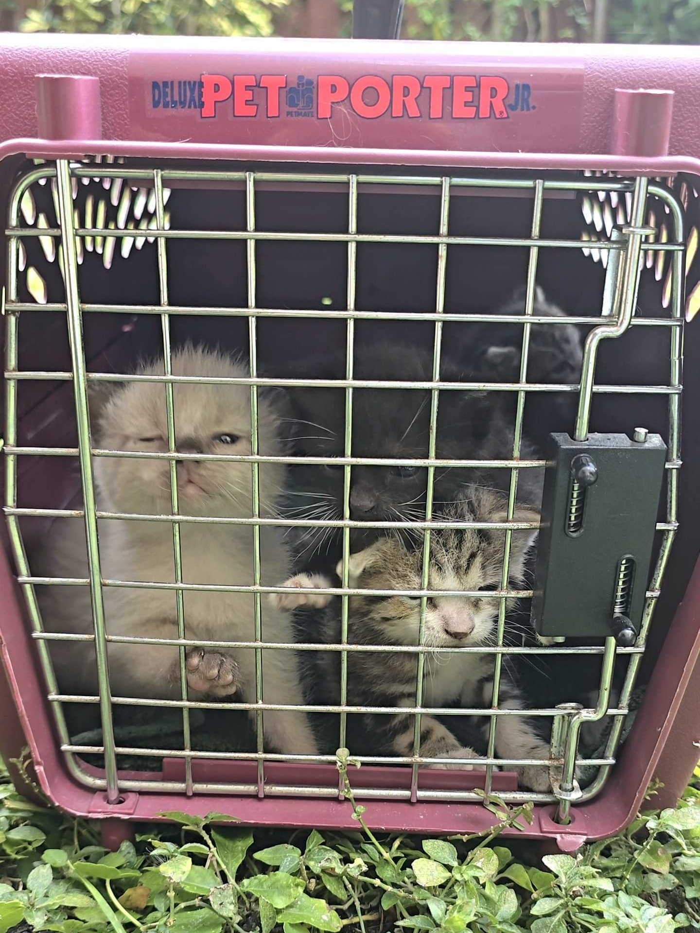 Screenshot_20240510_234131_Gallery Two kittens sit inside a maroon pet carrier with a wire door, placed on green grass.