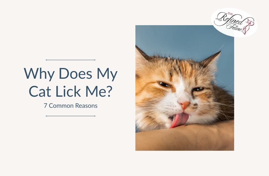 Why Does My Cat Lick Me? 7 Common Reasons