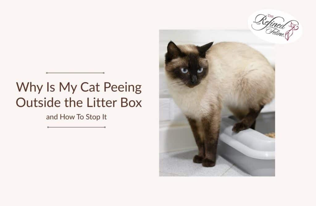 Siamese cat with front paws in litter box, back paws on floor. Text: Why Is My Cat Peeing Outside the Litter Box and How To Stop It.