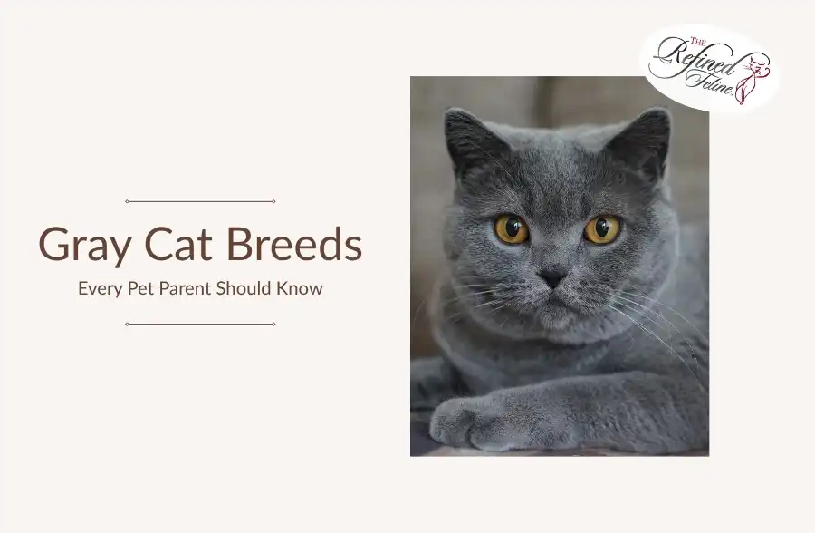 Gray cat with yellow eyes lying beside the text “Gray Cat Breeds” and The Refined Feline logo in the corner.