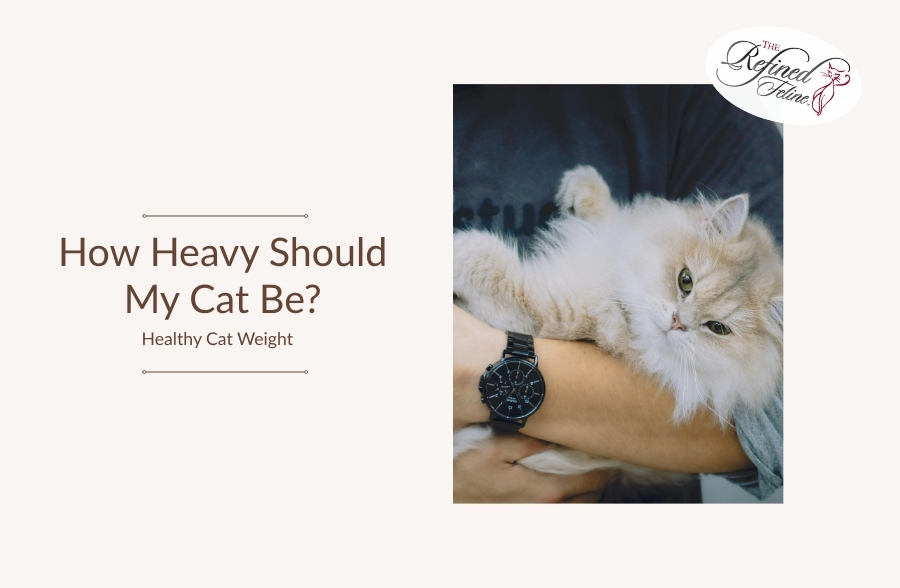 Person holding a fluffy cat; left text says, “How Heavy Should My Cat Be? Healthy Cat Weight Guide.” Refined Feline logo top right.