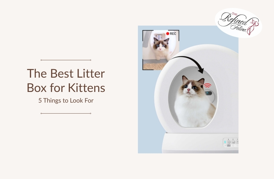 Fluffy kitten sitting in litter box; inset shows kitten entering. Text: 5 Things to Look For—ideal for all cat breeds.