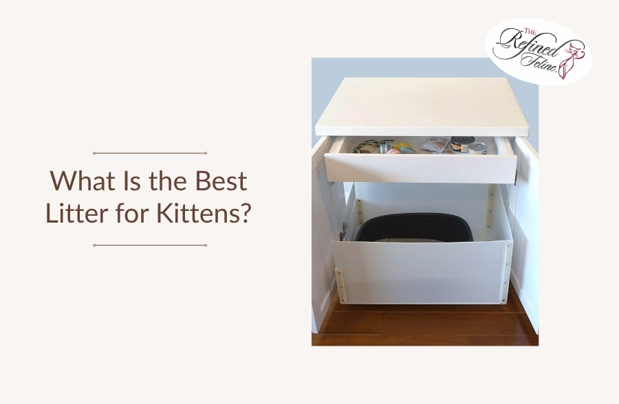 White cabinet with two open drawers, items in top drawer, black litter box in bottom. Text: Best Litter for Kittens.