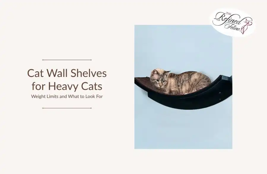 Large cat lounging on black wall shelf with light blue background. Text: Cat Wall Shelves for Heavy Cats; Weight Limits & Tips.