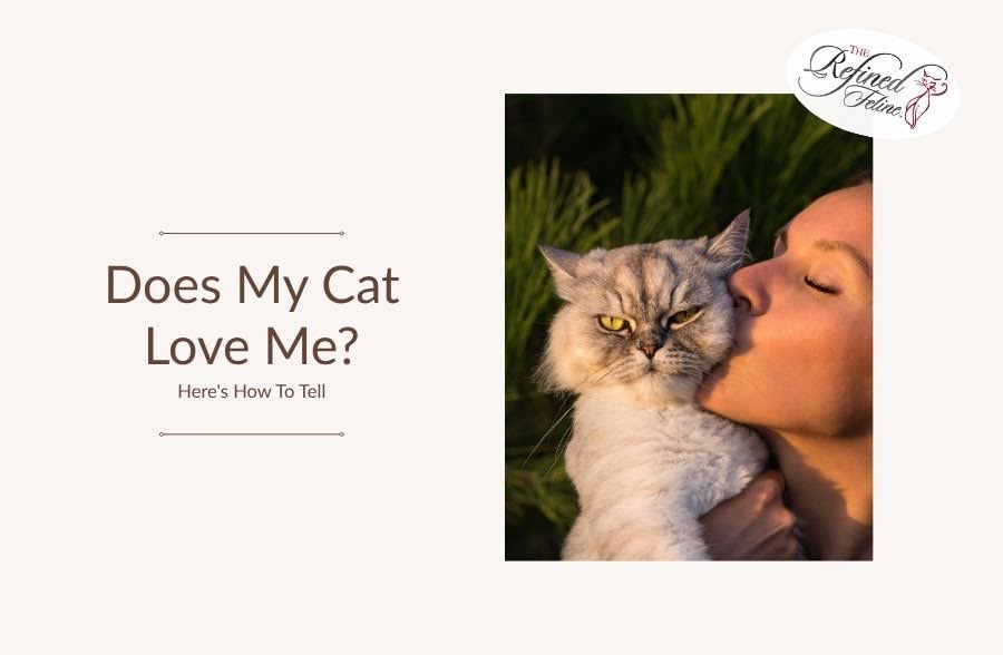 A person kisses a fluffy gray cat with a neutral face next to text: “Does My Cat Love Me? Here’s How To Tell”.
