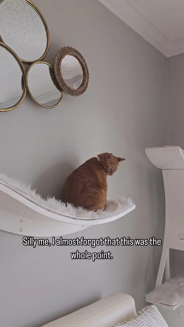 The meaning of life is simple. Me, my cat, and anything that little cutie wants…
…starting with the ✨Lotus Branch Cat Shelf✨ from The Refined Feline.
#cat #kitten #kitty #cats #instacat #catstagram #meow #catsofinstagram #catlover #love
