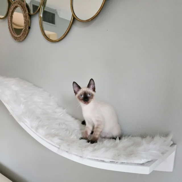 10/10 no notes
The Lotus Branch Cat Shelf
.
.
.
#cat #kitten #kitty #cats #instacat #catstagram #catoftheday #meow #catsofinstagram #catlover #catlovers #catlife #refinedfeline #catfurniture
