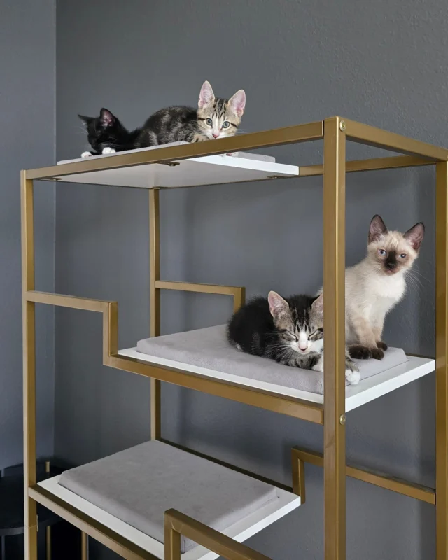 This and yap 😻
The Metropolitan Cat Condo
#cat #catsofinstagram #cats #refinedfeline #catfurniture
