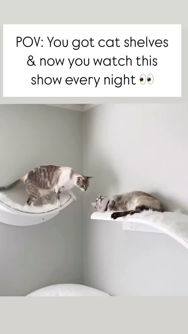 Every season is better than the one before 💕
Guest starring @refinedfeline Lotus Branch Cat Shelves
#cat #cats #catfurniture